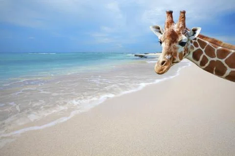 Giraffe on vacation Stock Photos