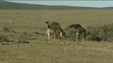 Giraffe various shots with plains behind 스톡 동영상 90371748
