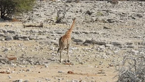 Giraffe in the vast savannah Stock Footage 237536134