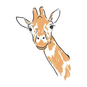 Giraffe vector in black ink hand drawn sketch isolated on white background Stock Illustration