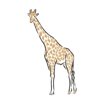 Giraffe vector in black ink hand drawn sketch isolated on white background Stock Illustration