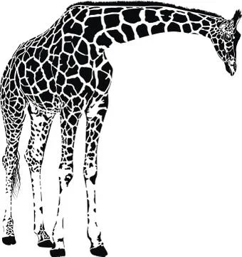 Giraffe vector Stock Illustration