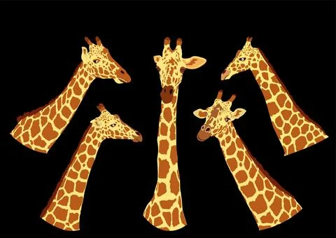 Giraffe vector illustration isolated on black background. African animal Stock Illustration