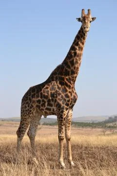 Giraffe in the veld 2 Stock Photos
