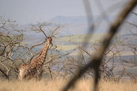 Giraffe in the veld Stock Photos