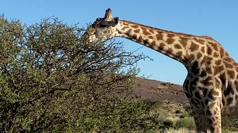 Giraffe video Stock Footage 242857865