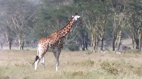 Giraffe walk Vídeos de archivo 22323323