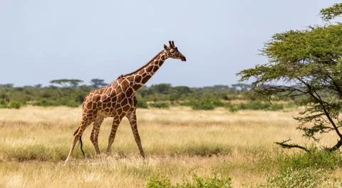 Giraffe walk through the savannah between the plants Stock Photos