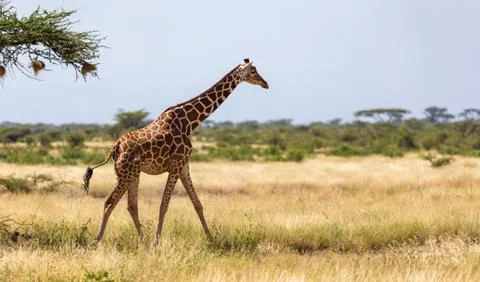 Giraffe walk through the savannah between the plants Stock Photos