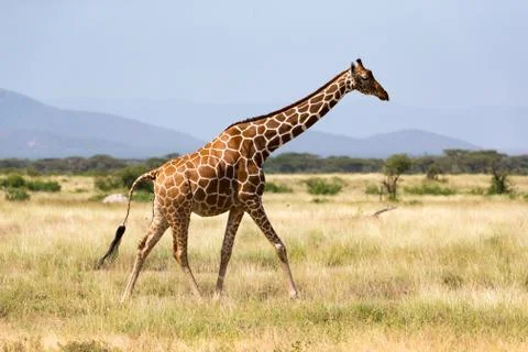 Giraffe walk through the savannah between the plants Stock Photos