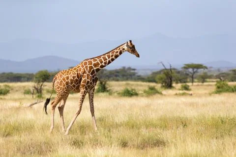 Giraffe walk through the savannah between the plants Stock Photos