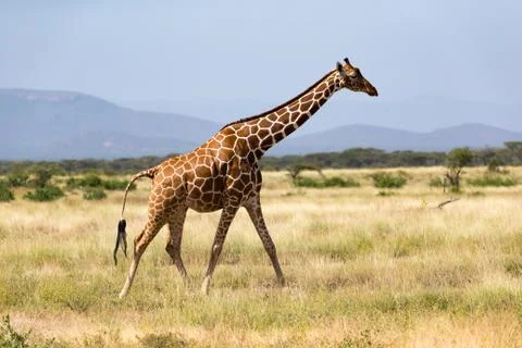 Giraffe walk through the savannah between the plants Stock Photos