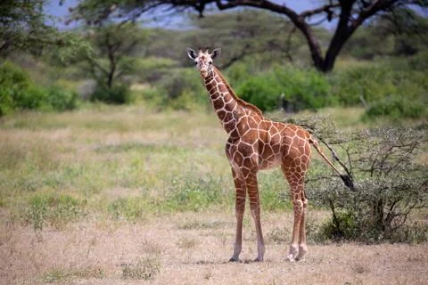 Giraffe walk through the savannah between the plants Stock Photos