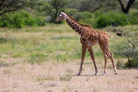 Giraffe walk through the savannah between the plants Stock Photos
