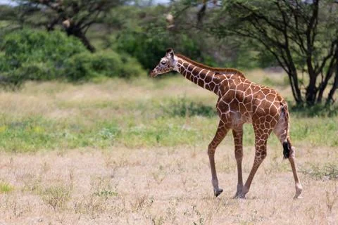 Giraffe walk through the savannah between the plants Stock Photos