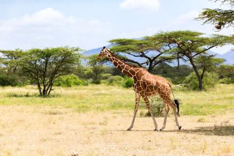 Giraffe walk through the savannah between the plants Stock Photos