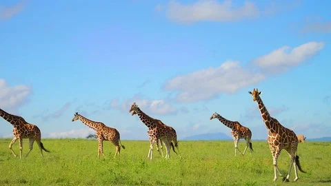Giraffe walk through shot with lone rhino in background - Kenya Stock Footage 70697662