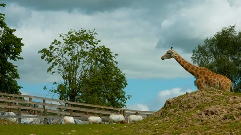 Giraffe walking across plain Stock Footage 114351280