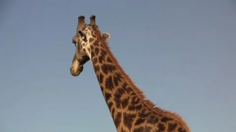 Giraffe walking in afternoon close up Stock Footage 8623762