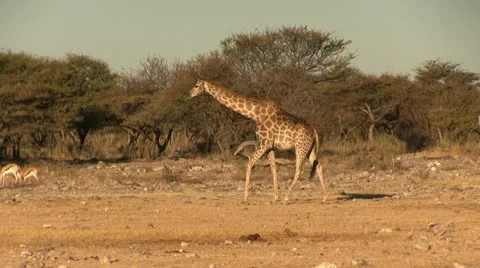 Giraffe walking in the afternoon Stock Footage 12128524