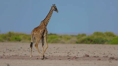 Giraffe Walking in Amboseli Stockbeeldmateriaal 244979268