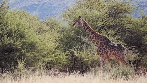 Giraffe walking among the trees , Okapuka Safari Lodge, Namibia Vídeo Stock 249321132