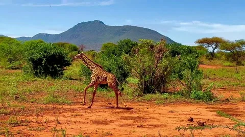 A giraffe walking and then suddenly starting to run gracefully. 库存影片 339326487