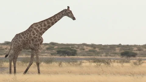 Giraffe walking in arid environment 스톡 동영상 98376843