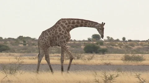 Giraffe walking in arid environment Stock Footage 98377041