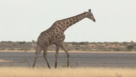 Giraffe walking in arid environment 스톡 동영상 98377108