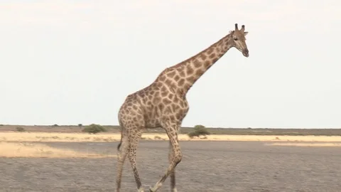 Giraffe walking in arid environment 스톡 동영상 98377945