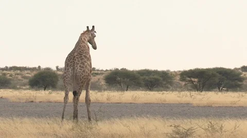 Giraffe walking in arid environment 스톡 동영상 98378162