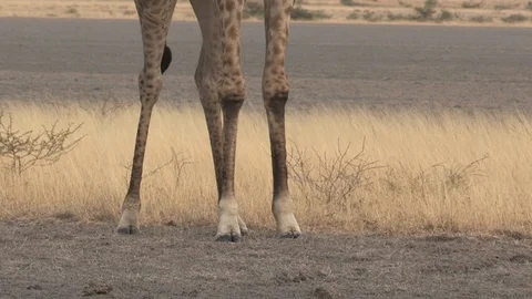 Giraffe walking in arid environment Stock Footage 98378311