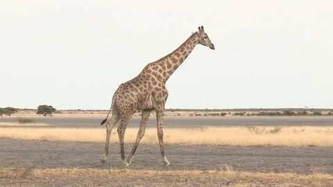 Giraffe walking in arid environment Video stock 98378408