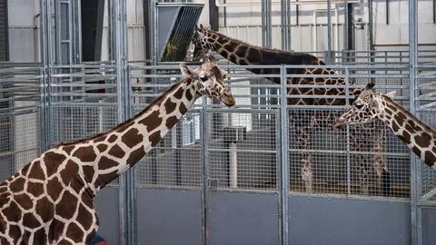 Giraffe Walking Around Inside at Topeka Zoo Stockfoto's