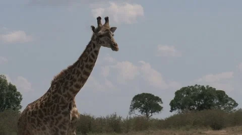 Giraffe walking away Stock Footage