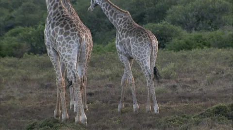 Giraffe walking away Stock Footage 34677466