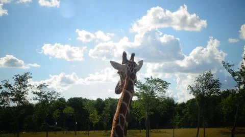 Giraffe walking away Stock Photos
