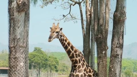 Giraffe walking between trees wrapped in protective mesh with forest and Stock Footage 315851367