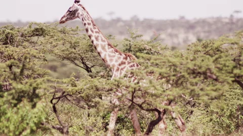 Giraffe Walking in the Bush Stock Footage 41607079