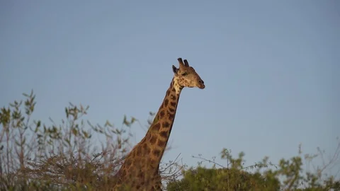 Giraffe walking in bush, head closeup Stock Footage 128389898