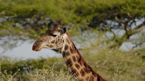 Giraffe Walking Closeup Stock Footage 327096116