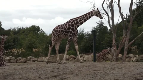 Giraffe Walking on a Cloudy Day Video stock 54219840