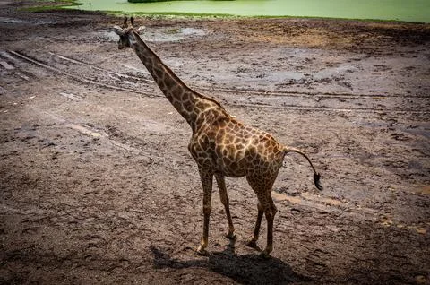 A giraffe walking in continent Foto stock