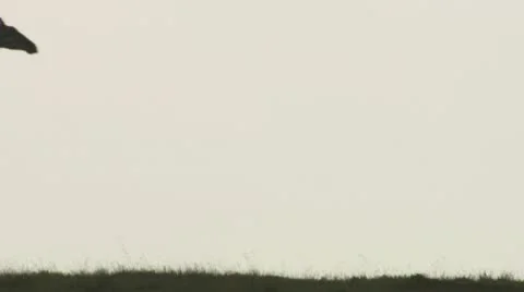 Giraffe walking in the distance Stock Footage