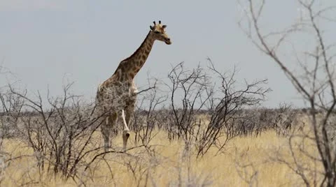 Giraffe walking eating Stock Footage 14919873