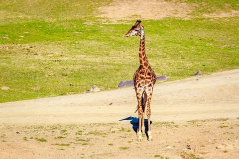 Giraffe Walking in Elegance Foto stock