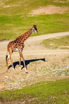 Giraffe Walking in Elegance Stock Photos