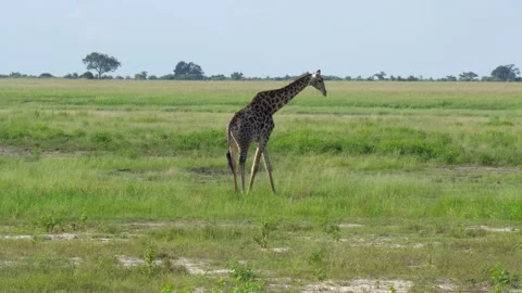 Giraffe walking in a field Stockbeeldmateriaal 318089200