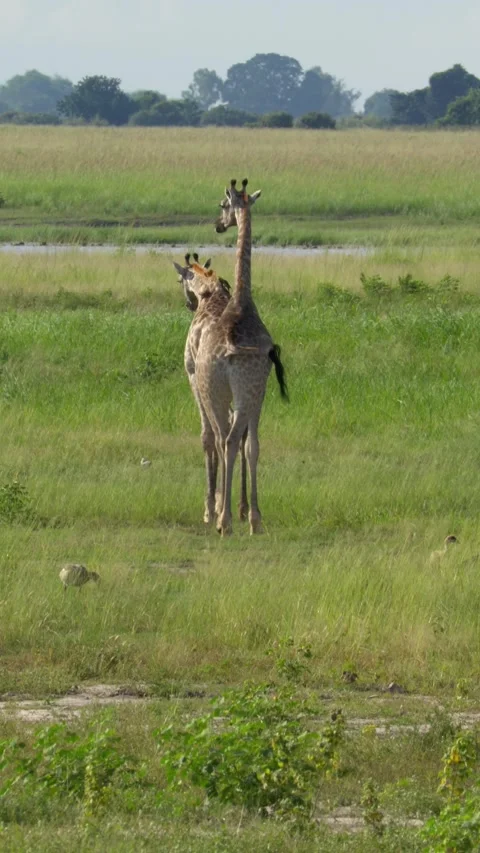 Giraffe walking in a field, vertical Stockbeeldmateriaal 318092878